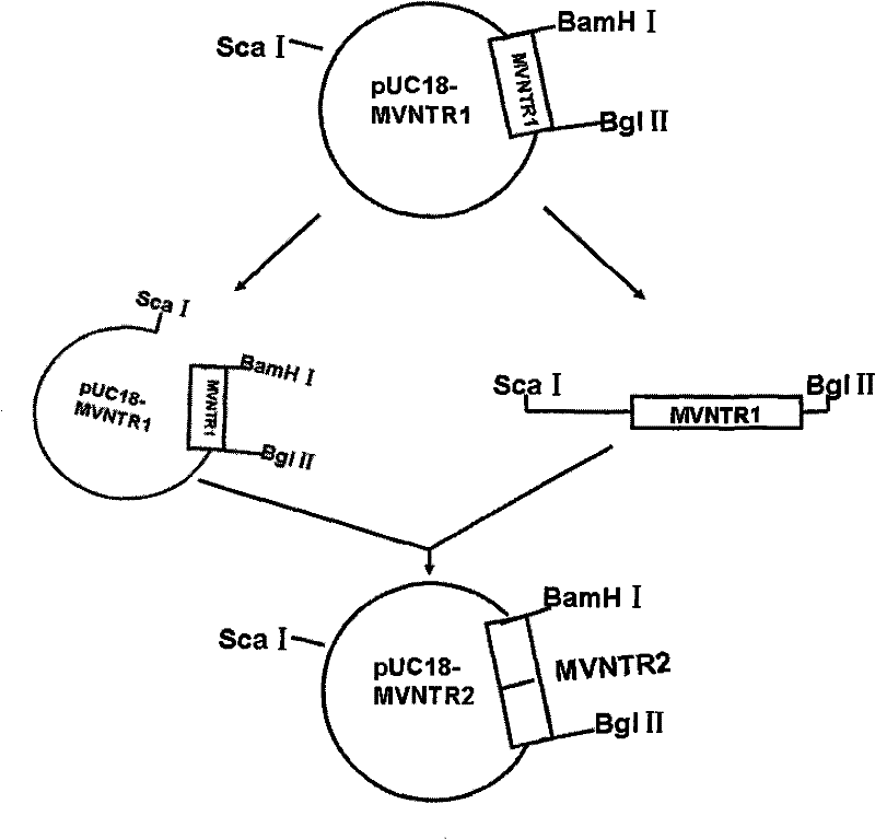 Recombinant BCG vaccine based on human MUC1 repetitive sequence and GM-CSF fusion expression