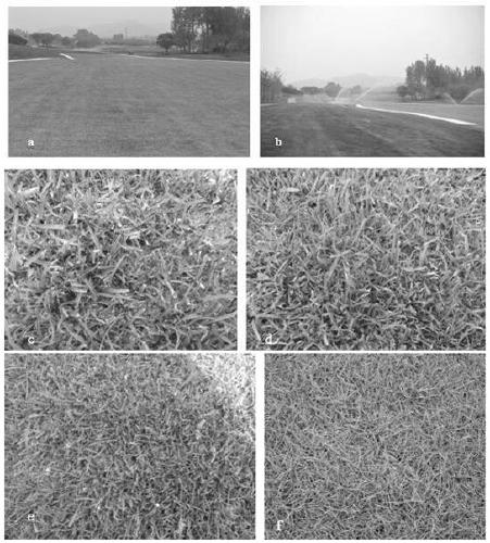 A method for updating golf course turf nesting