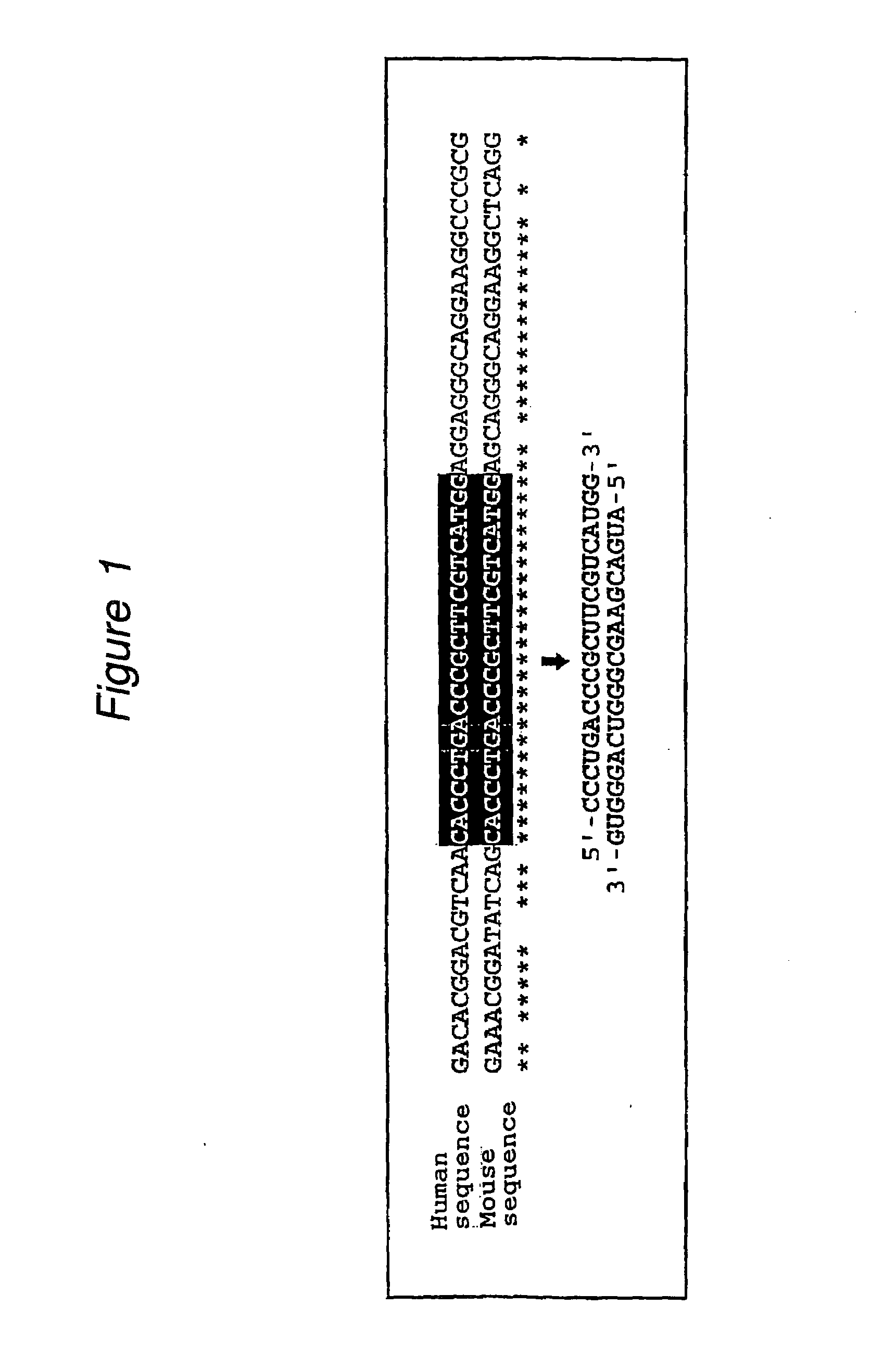 Polynucleotides for causing RNA interference and method for inhibiting gene expression using the same