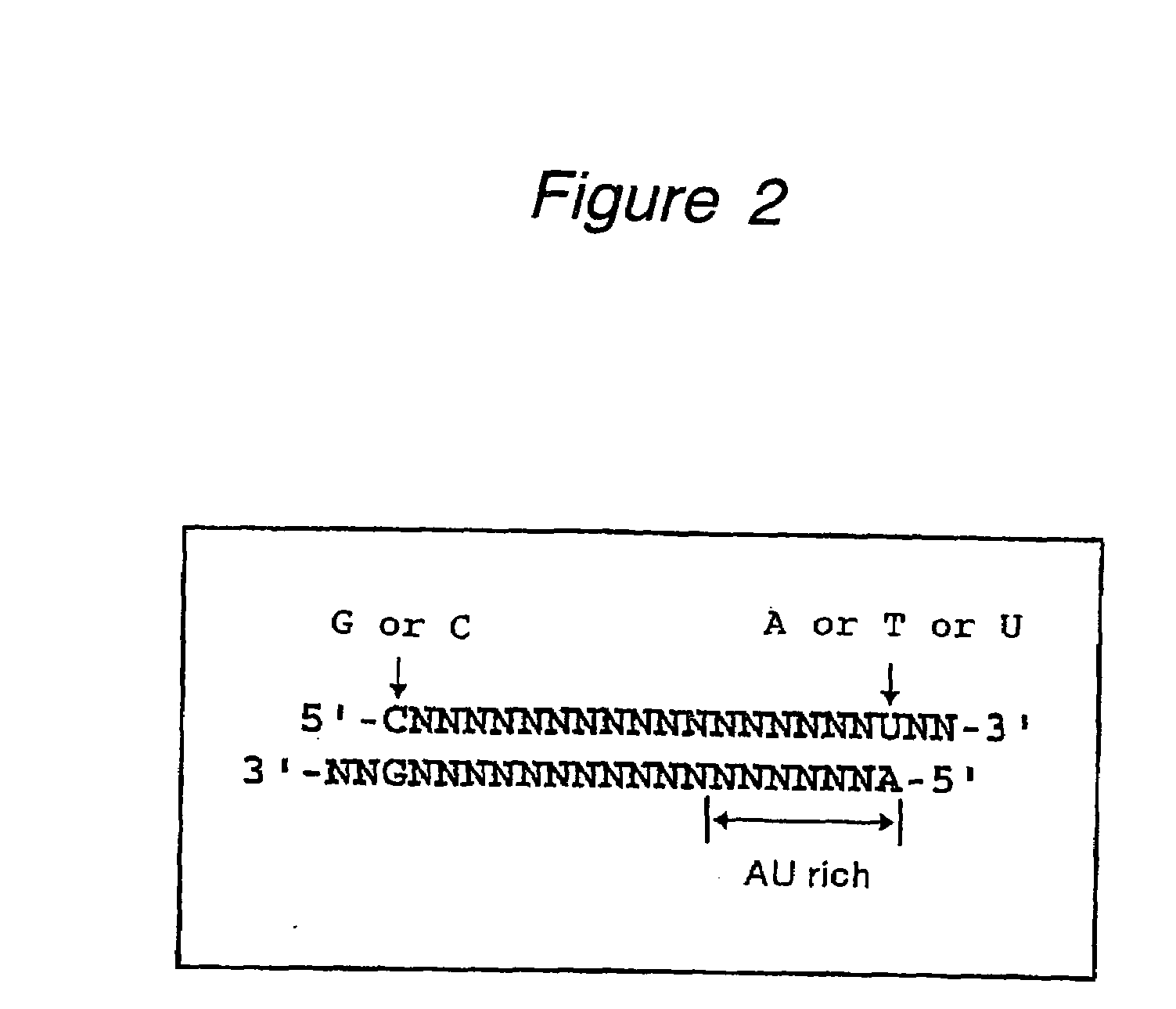 Polynucleotides for causing RNA interference and method for inhibiting gene expression using the same
