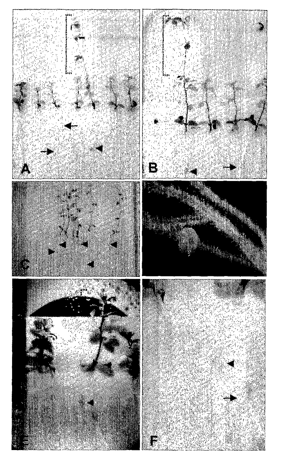 Spontaneous nodulation in plants