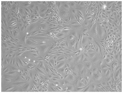 In-vitro separation and culture method of sustentacular cell of Mongolian horse