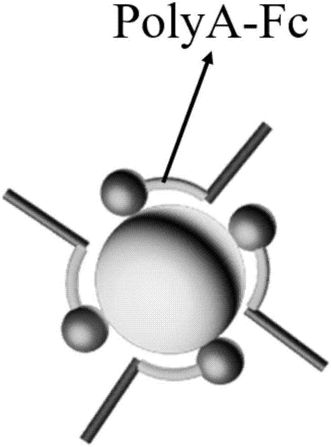 Ferrocene-methylene blue double-labelled magnetic sphere nano-composite for detecting miRNA and preparation method of magnetic sphere nano-composite