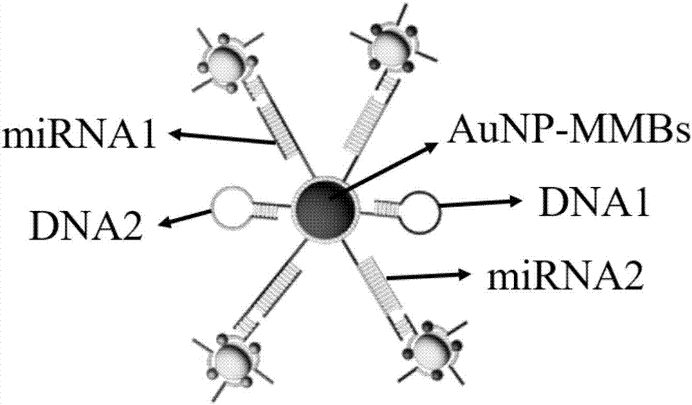 Ferrocene-methylene blue double-labelled magnetic sphere nano-composite for detecting miRNA and preparation method of magnetic sphere nano-composite