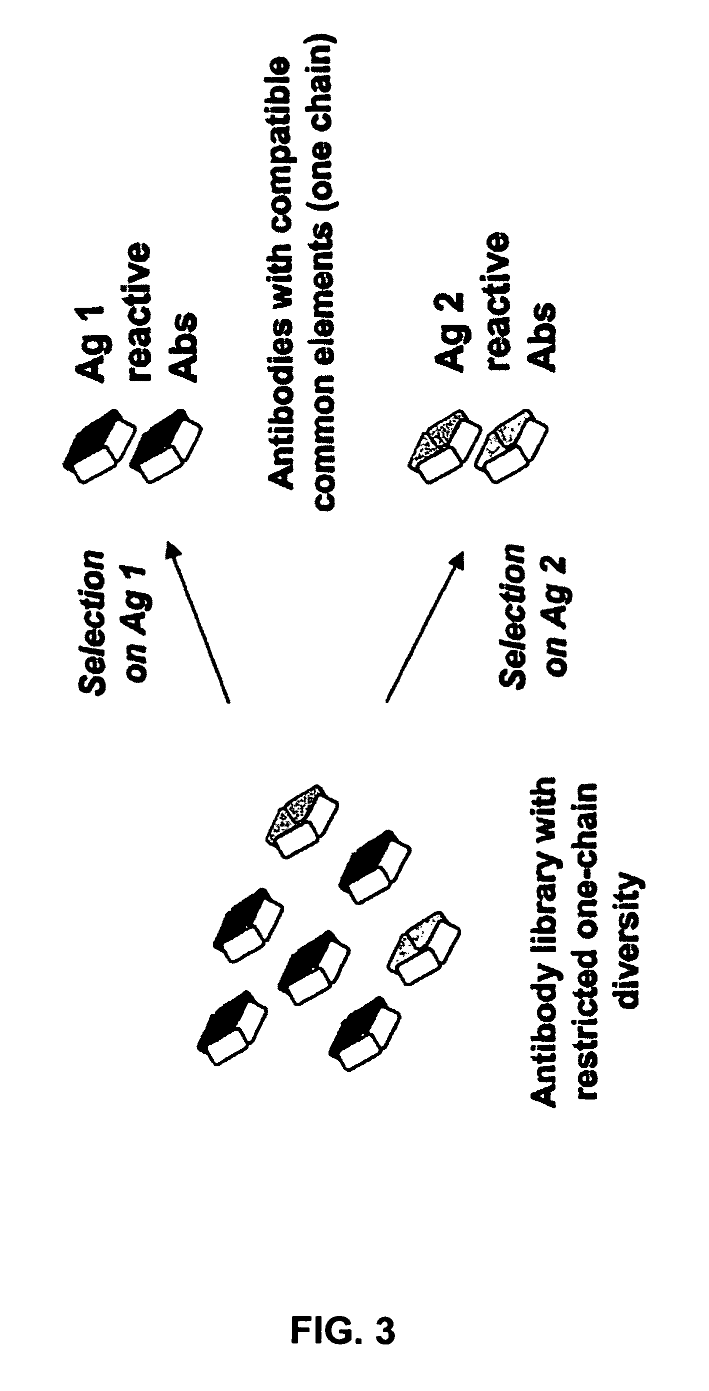 Method for selecting a single cell expressing a heterogeneous combination of antibodies