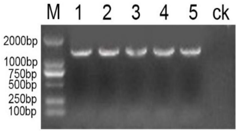 Wintersweet cpufo gene and its encoded protein and application