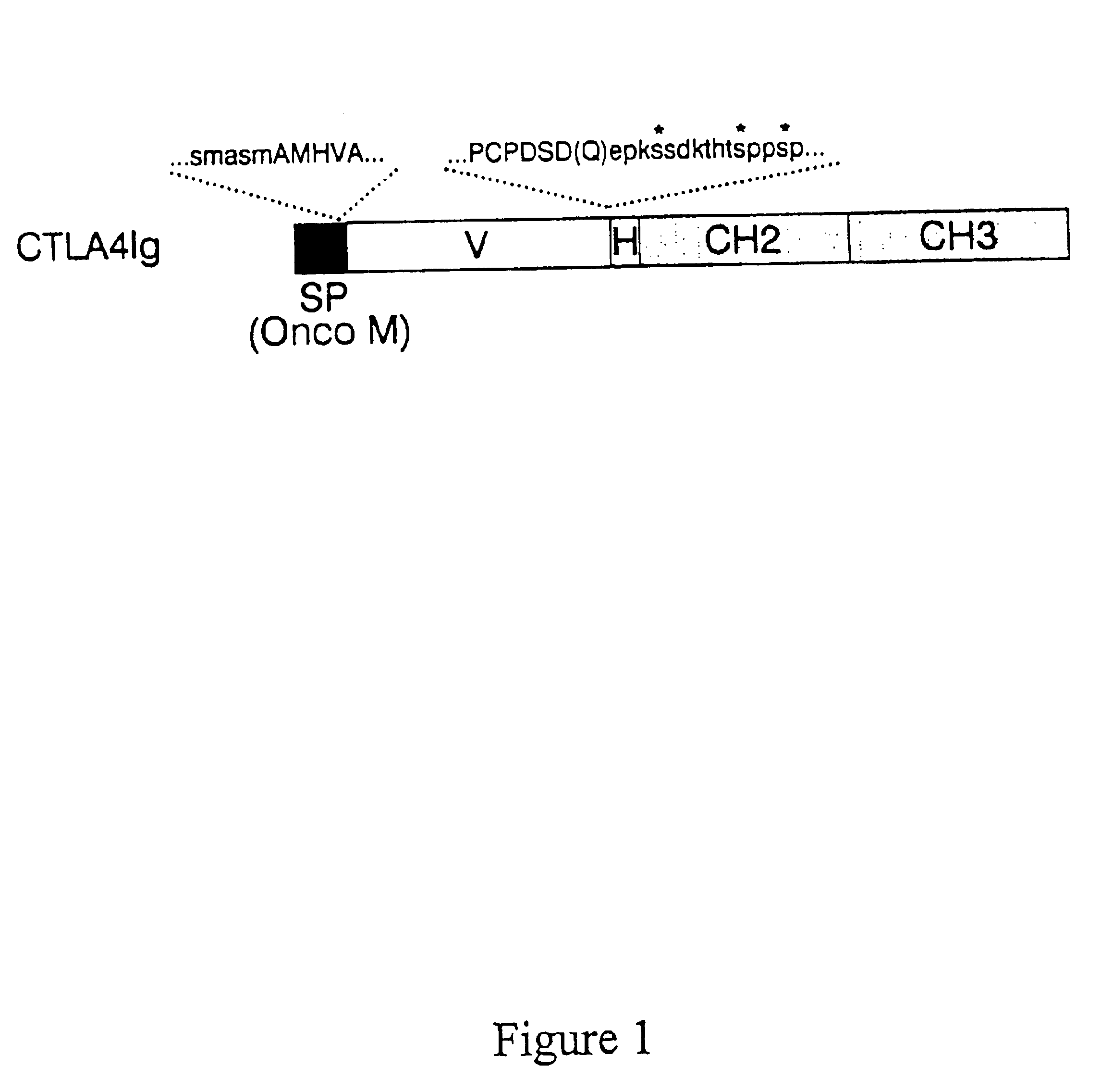 Method to inhibit T cell interactions with soluble B7