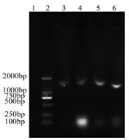 Trans-cellulase gene recombinant lactobacilli and product and application of trans-cellulase gene recombinant lactobacilli