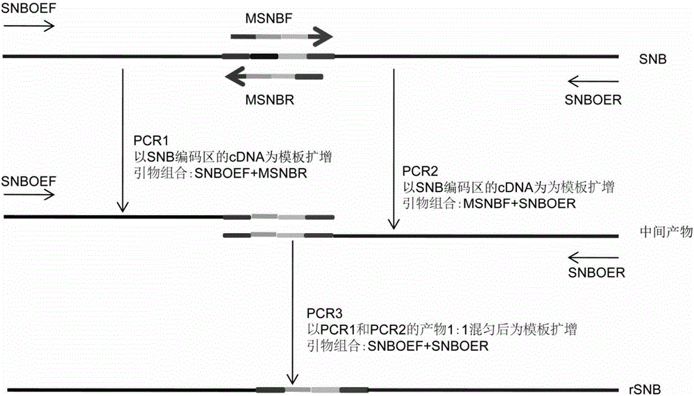 Method for increasing grain number per ear and reducing plant height by use of rice SNB genes