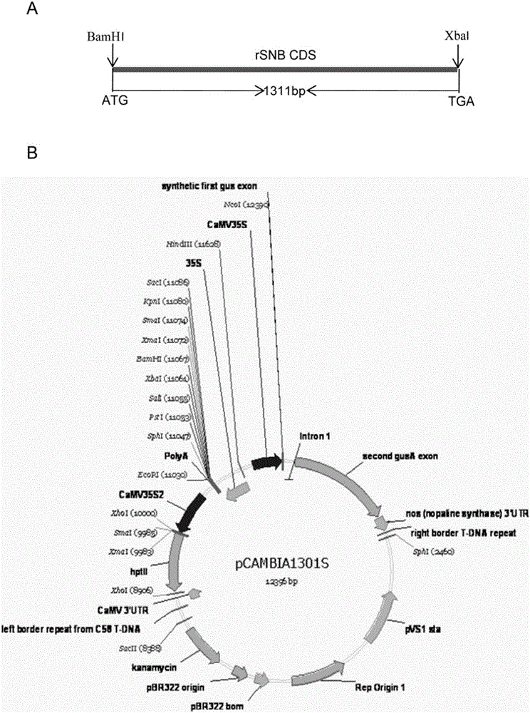 Method for increasing grain number per ear and reducing plant height by use of rice SNB genes