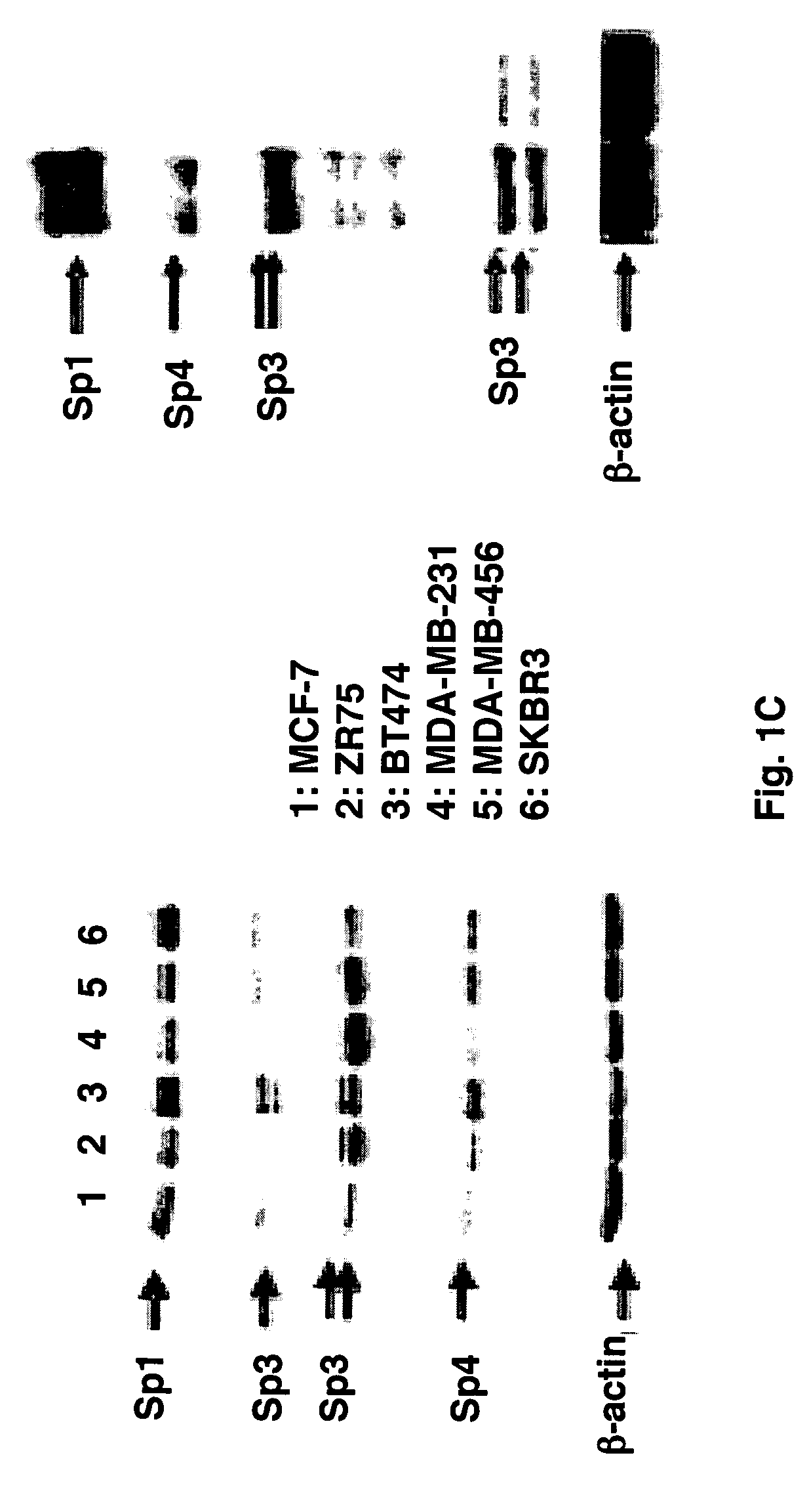 Antisense microRNA and uses therefor