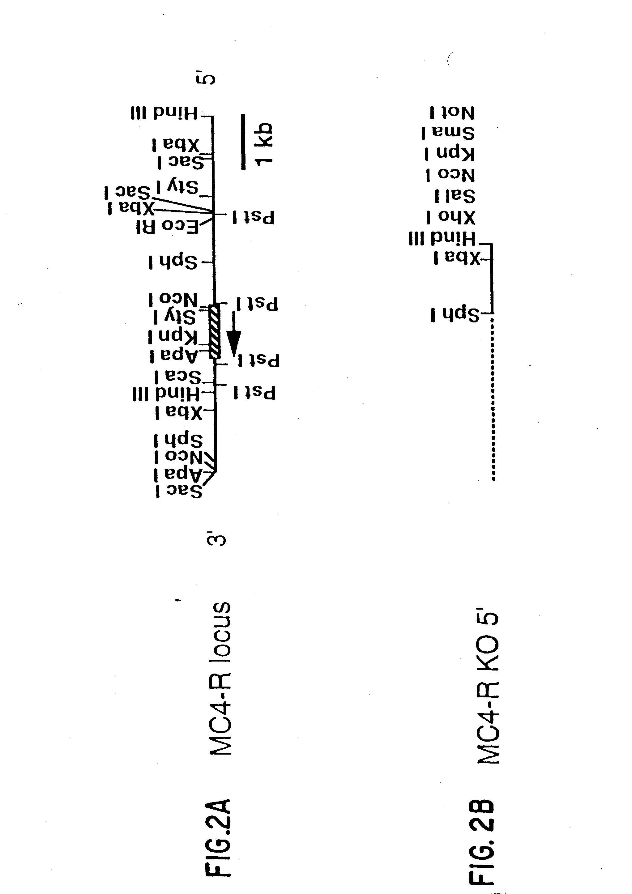 Screening methods for compounds useful in the regulation of body weight