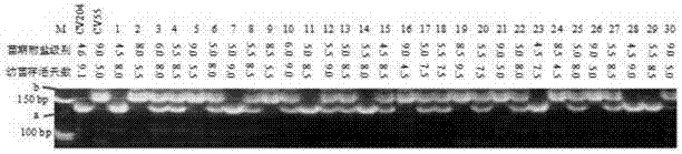 Rice seedling-stage salt-resistant gene qST2 and molecular marking method thereof