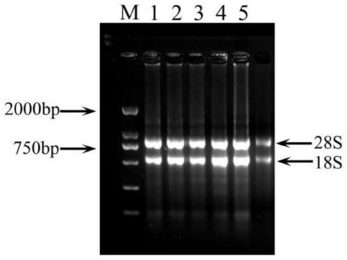 Alfalfa draught resistant gene MsTHI1 and encoded protein and application thereof