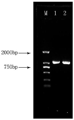 Alfalfa draught resistant gene MsTHI1 and encoded protein and application thereof