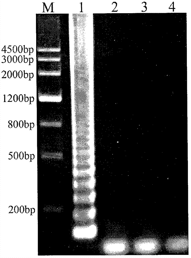 Reverse transcription loop-mediated isothermal amplification (RT-LAMP) method for rapidly detecting rice black-streaked dwarf viruses in plant hopper