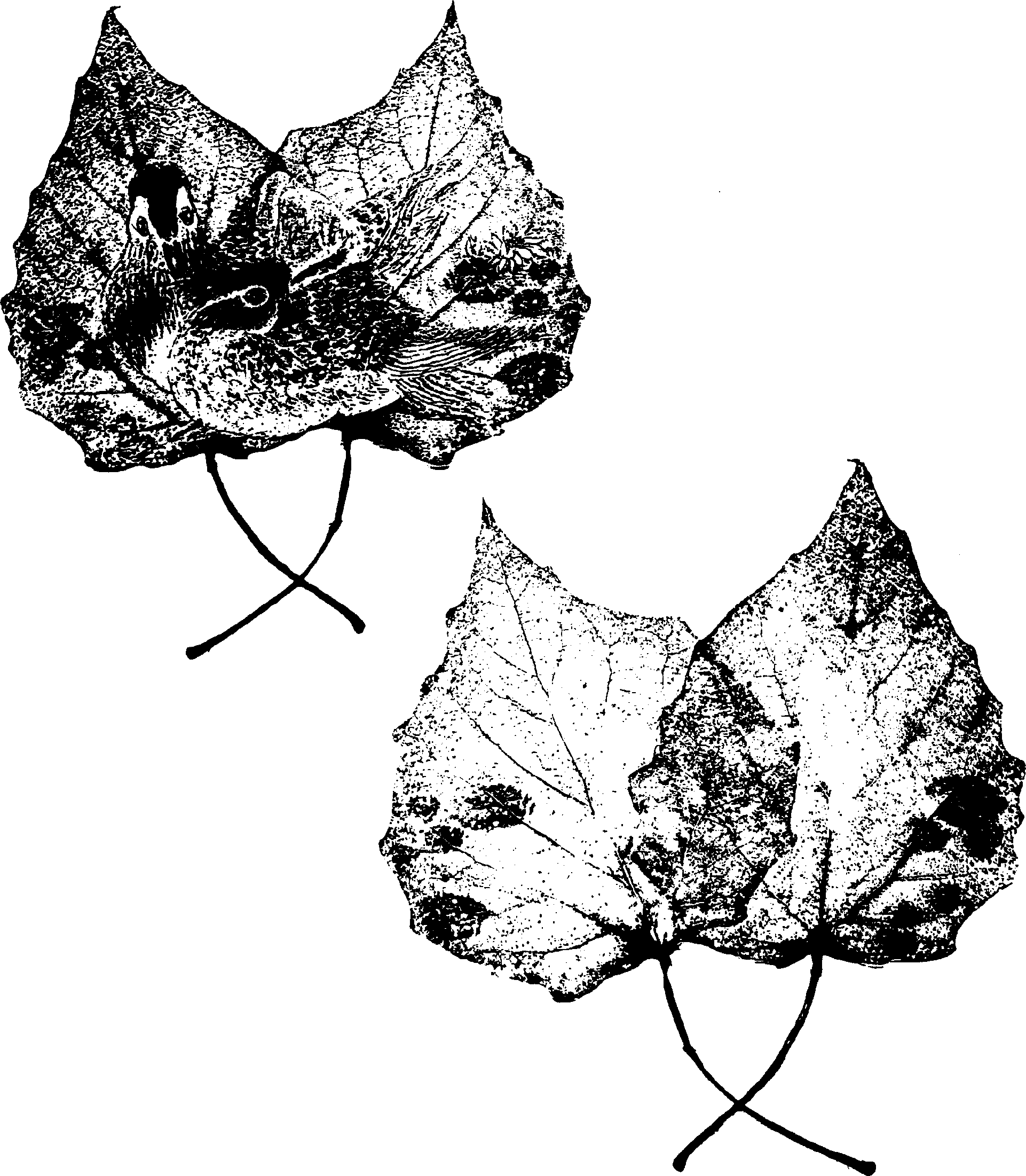 Method for making transparent leaf painting