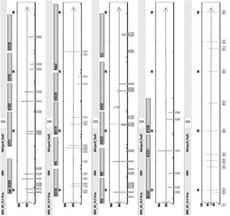 Kit and method for extracting and purifying DNA (deoxyribonucleic acid) in untouchable specimen