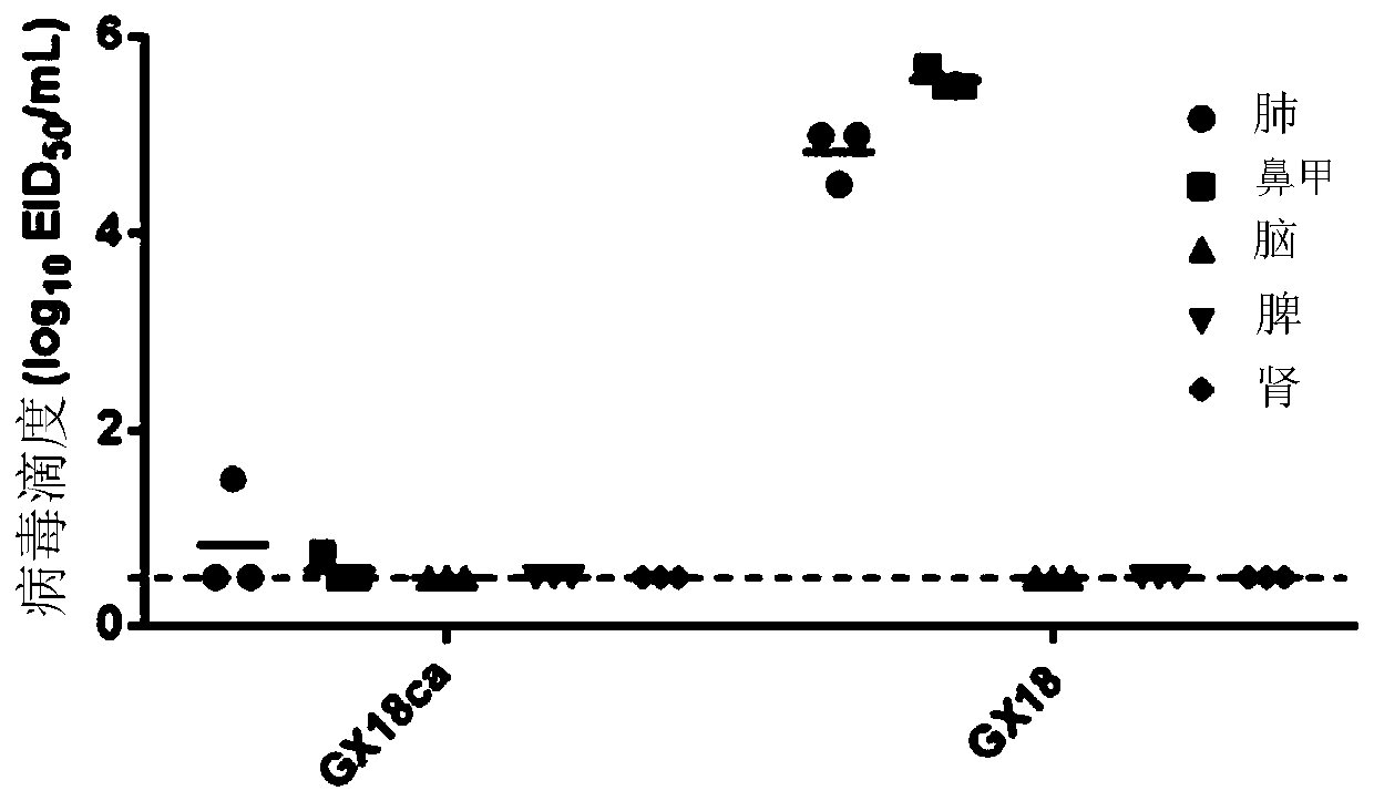 Eurasian Avian H1N1 Subtype Swine Influenza Cold Adapted Attenuated Strain and Its Application