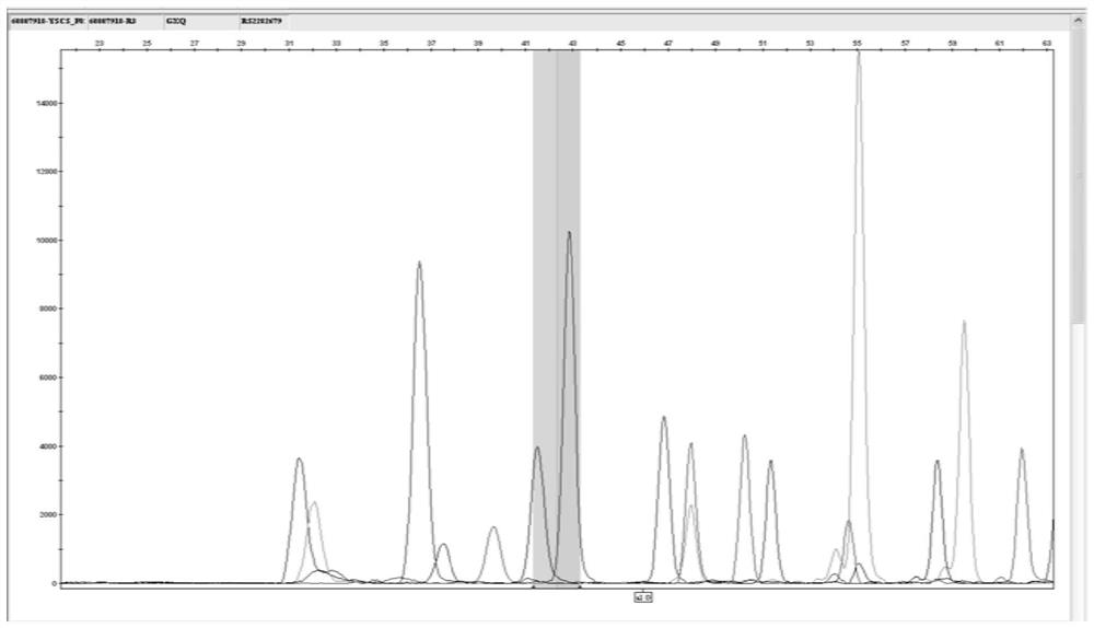 A kit and application for detecting SNP sites of genes related to calcium demand