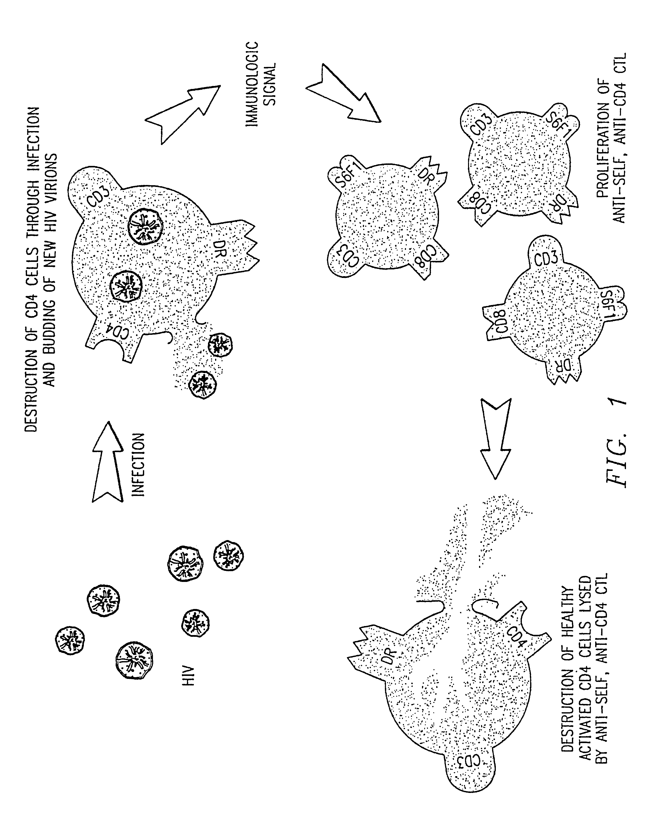 Method increasing the delayed-type hypersensitivity response by infusing LFA-1-specific antibodies