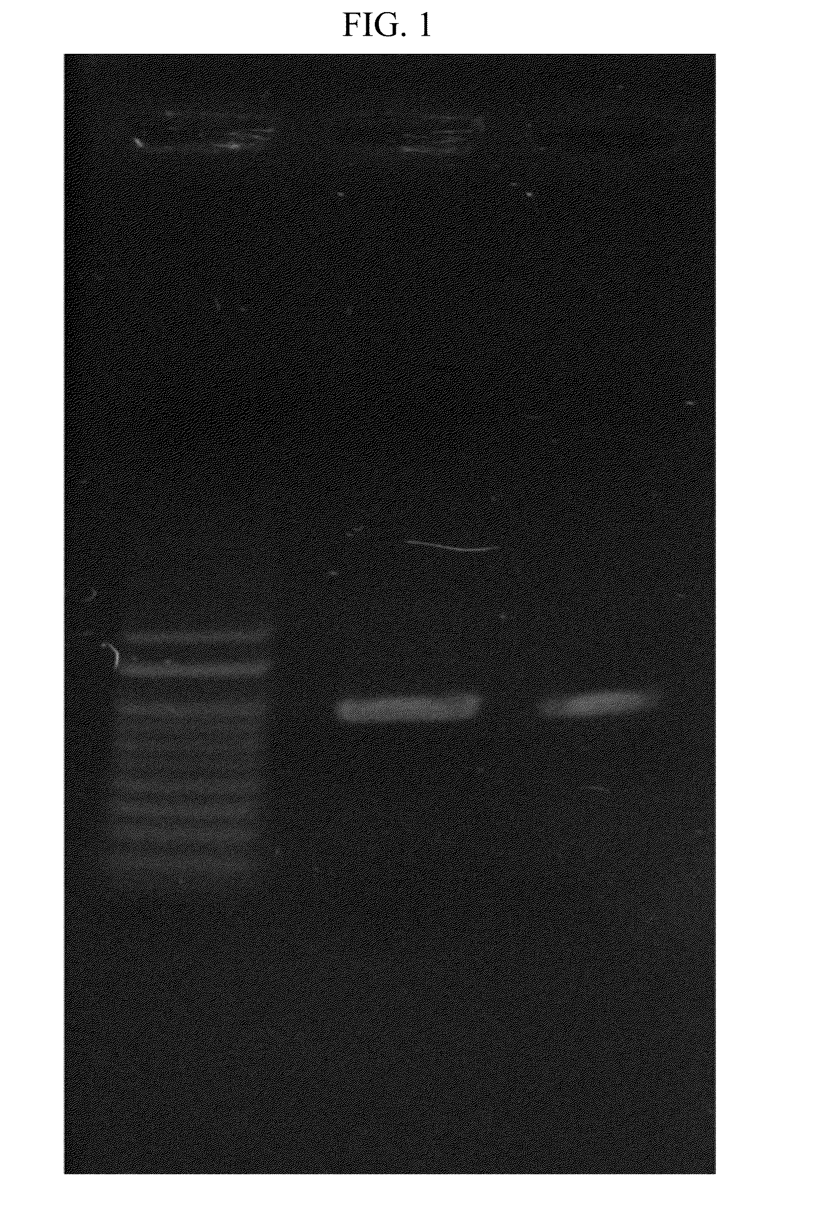 Plant producing human enterokinase light chain protein and uses thereof