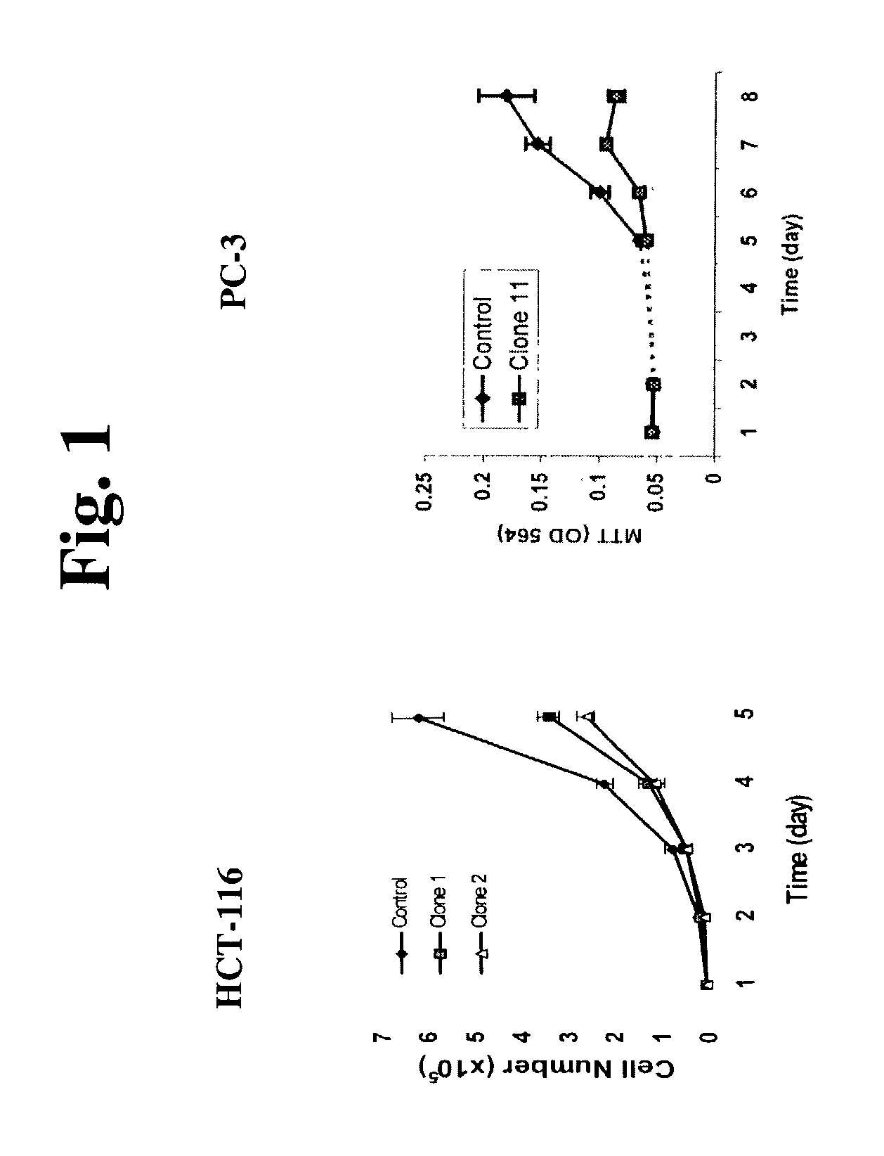 Antibodies to a novel EGF-receptor related protein (ERRP)