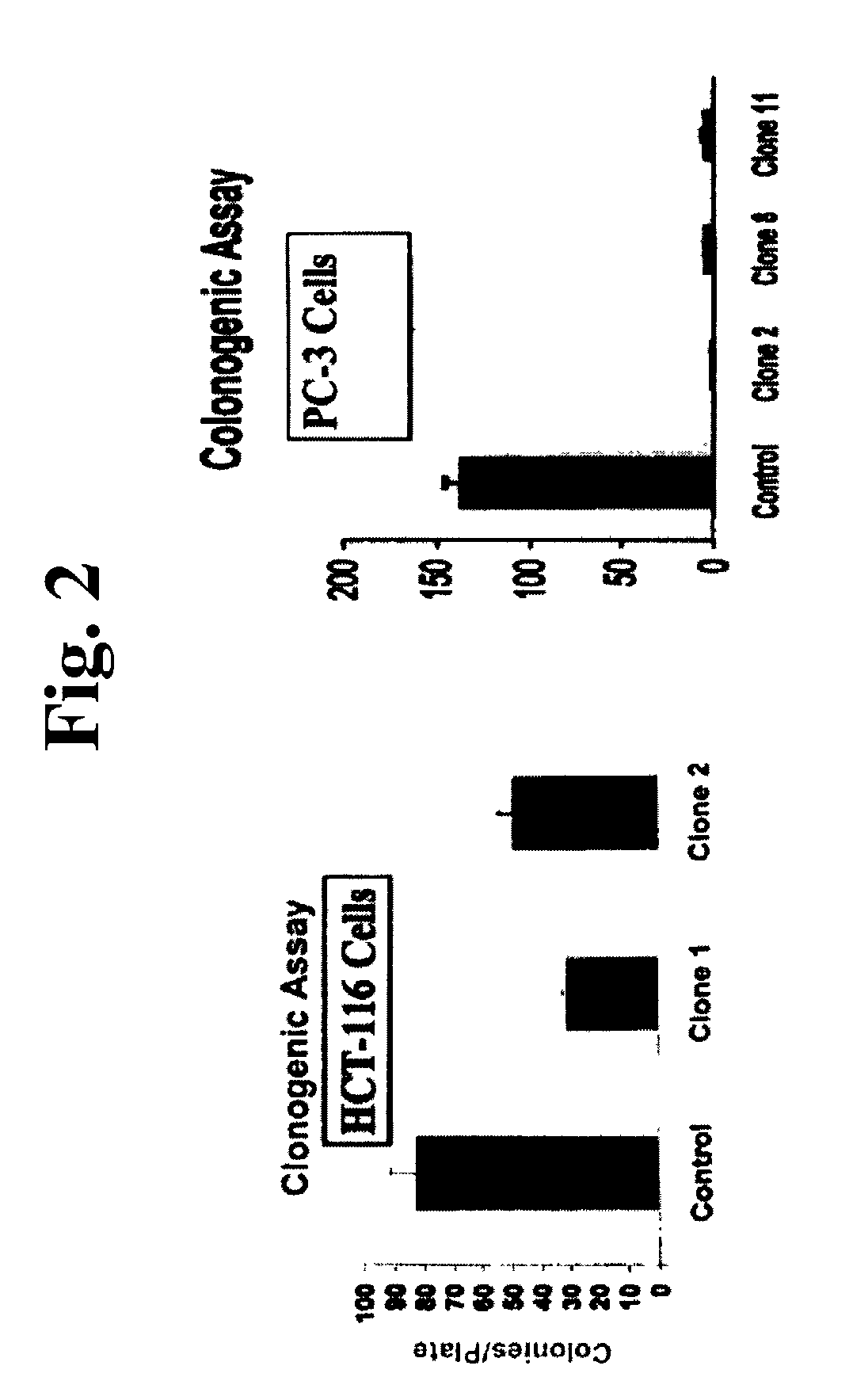 Antibodies to a novel EGF-receptor related protein (ERRP)