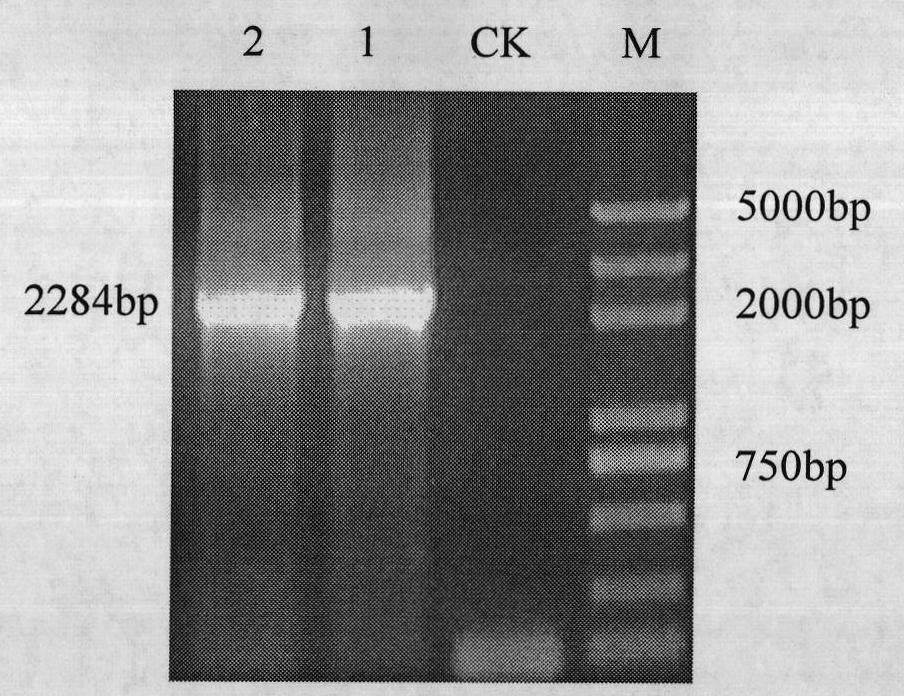 Mammary gland specificity expression vector efficiently expressing goat growth hormone (GH)