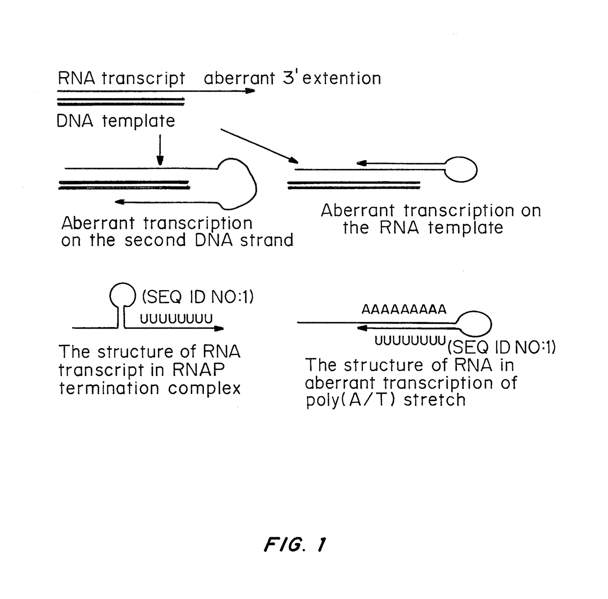 Cells prepared by transient transfection and methods of use thereof