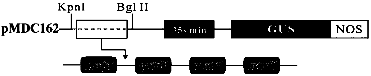 A Phytophthora inducible synthetic promoter pmp2 and its recombinant expression vector and application