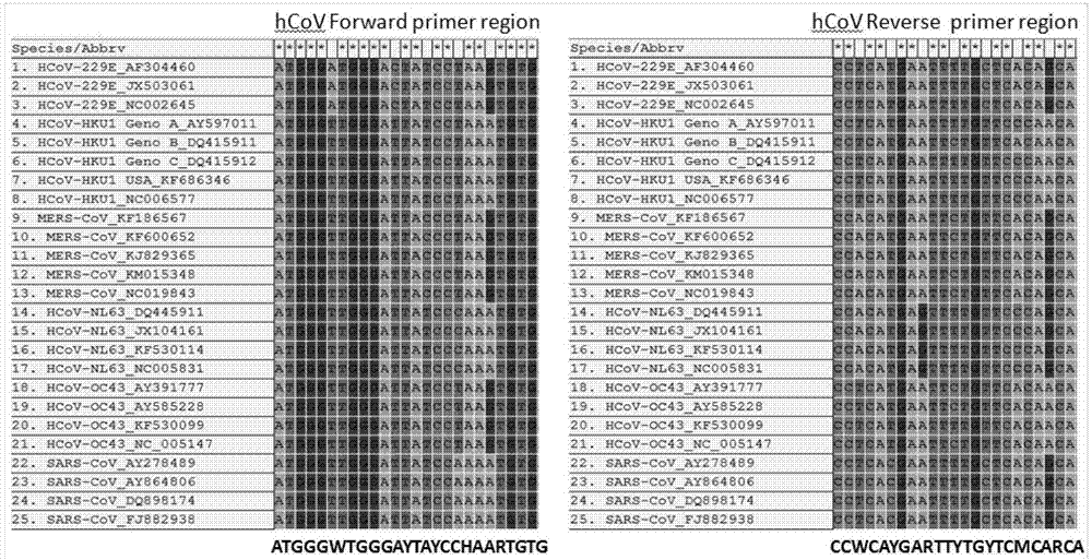 Universal primer sequence for detecting human coronavirus infection and detection method