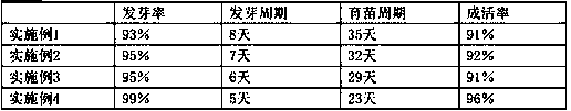 High-growth rate camellia oleifera cultivation method