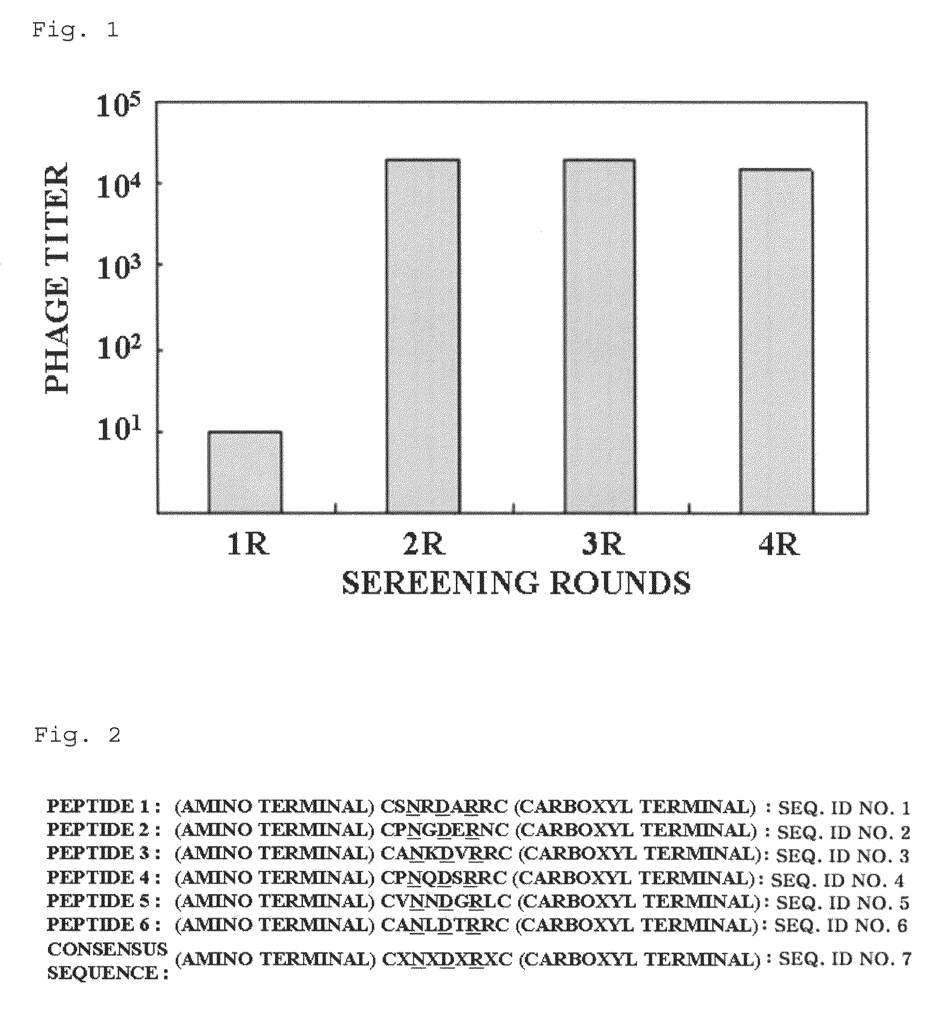 Bladder tumor-targeting peptide and use thereof