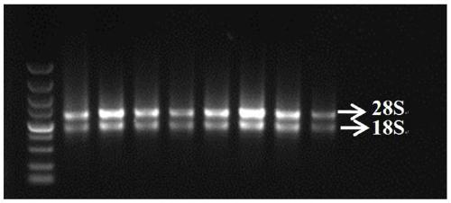 Herba myc3 gene and its application