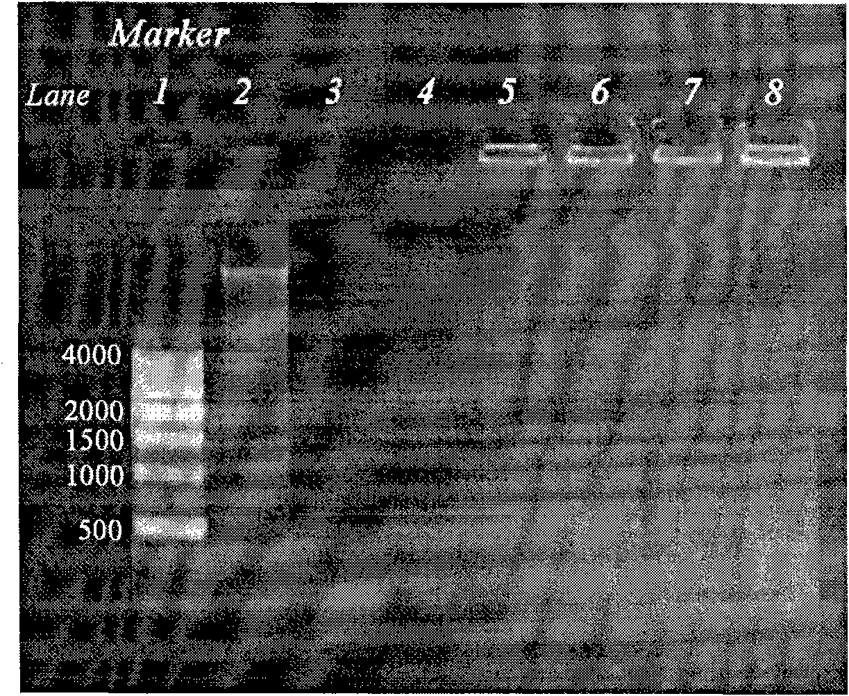 Magnetic nano lamellar hydroxyapatite and DNA composite as well as preparation method and application thereof