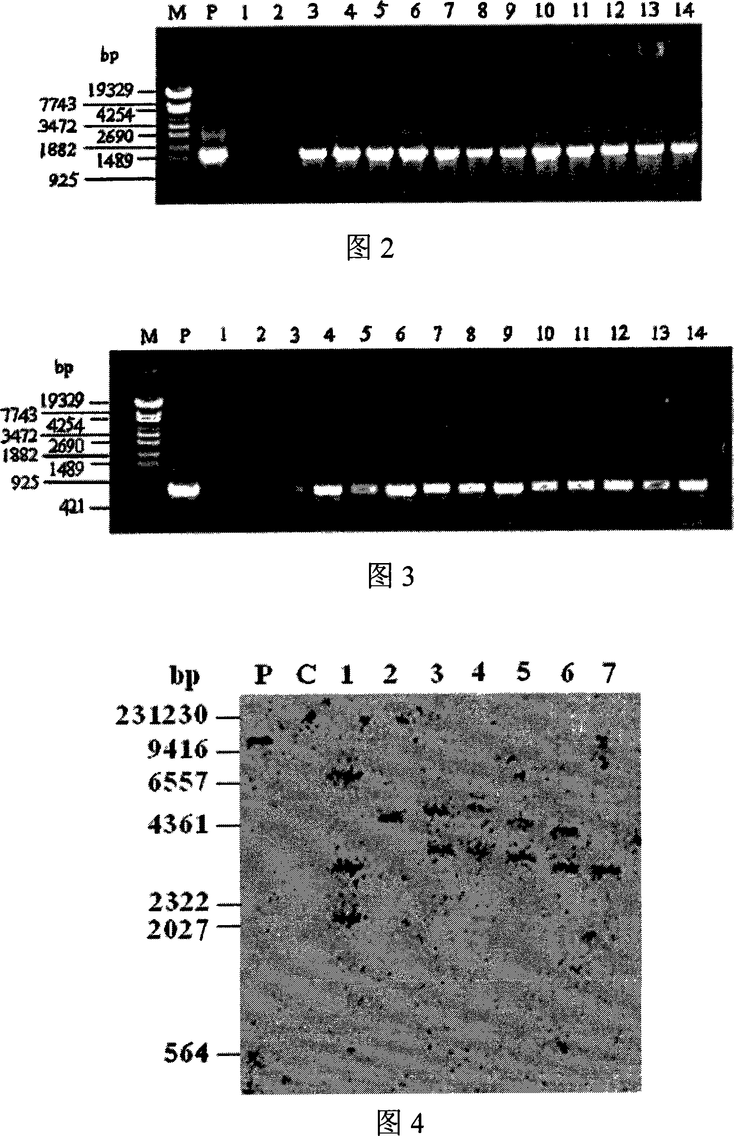 Method for carrying out agrobacterium tumefaciens mediated banana genes by employing liquid co-culture system