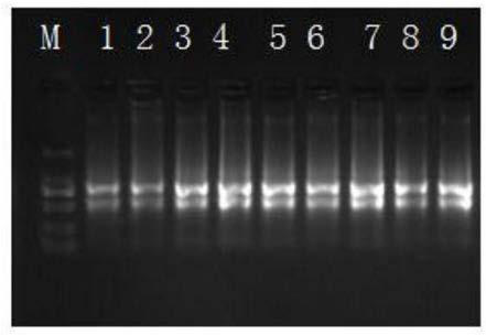 Fluorescence quantitative internal reference gene under drought stress in haizhou Changshan Mountain, special primer and application thereof