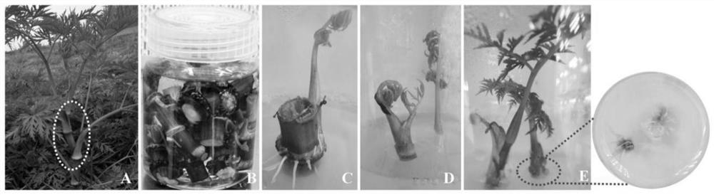 A kind of plant tissue culture rapid propagation method using shoot tip as explant