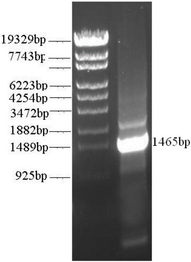 Recombinant escherichia coli efficiently transforming fumaric acid into L-asparagine as well as construction method and application thereof