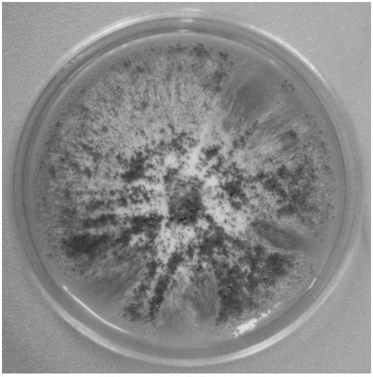 Endophytic fungi for improving salviae miltiorrhizae yield and content of effective components and application thereof