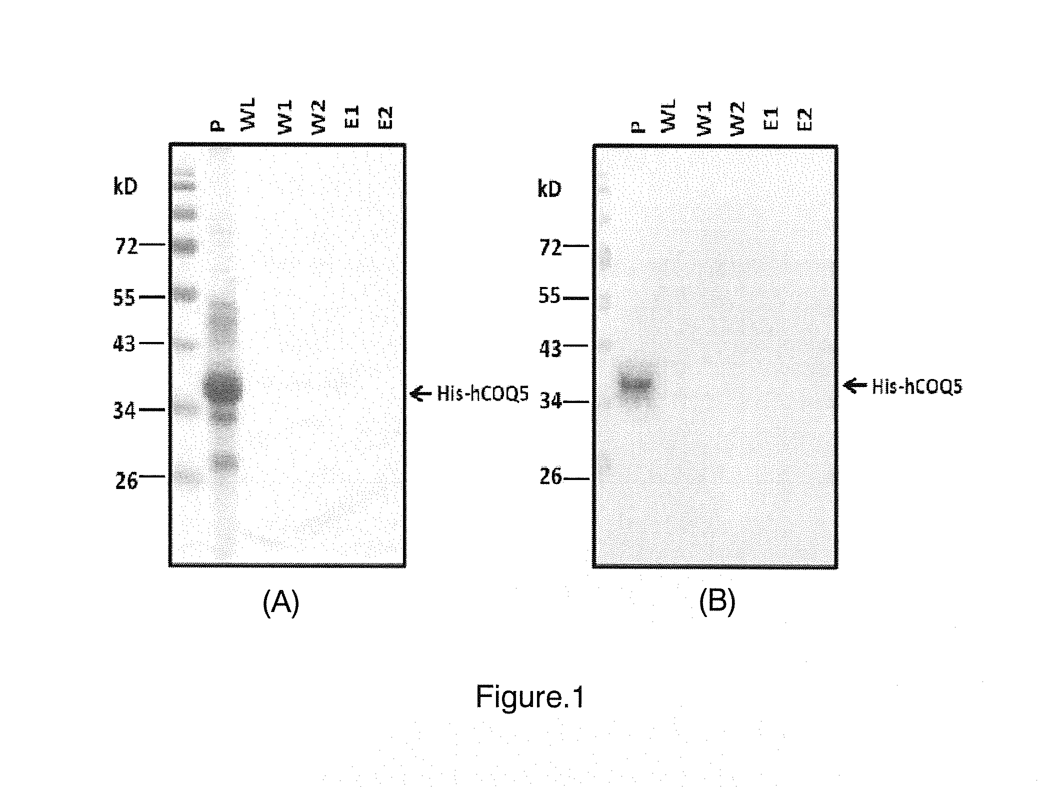 Method of producing and purifying soluble recombinant coq5 protein and soluble recombinant coq5 protein thereof