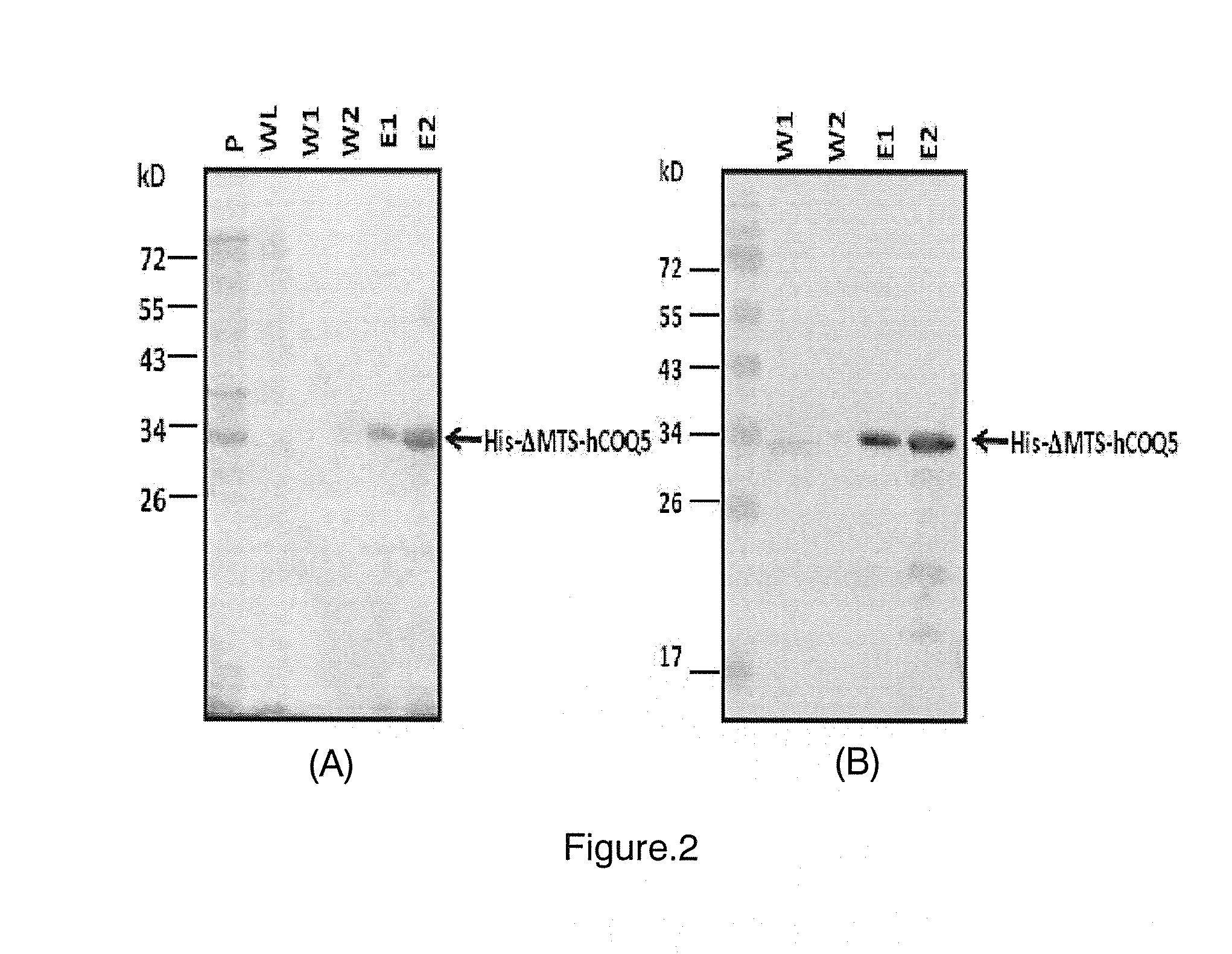 Method of producing and purifying soluble recombinant coq5 protein and soluble recombinant coq5 protein thereof