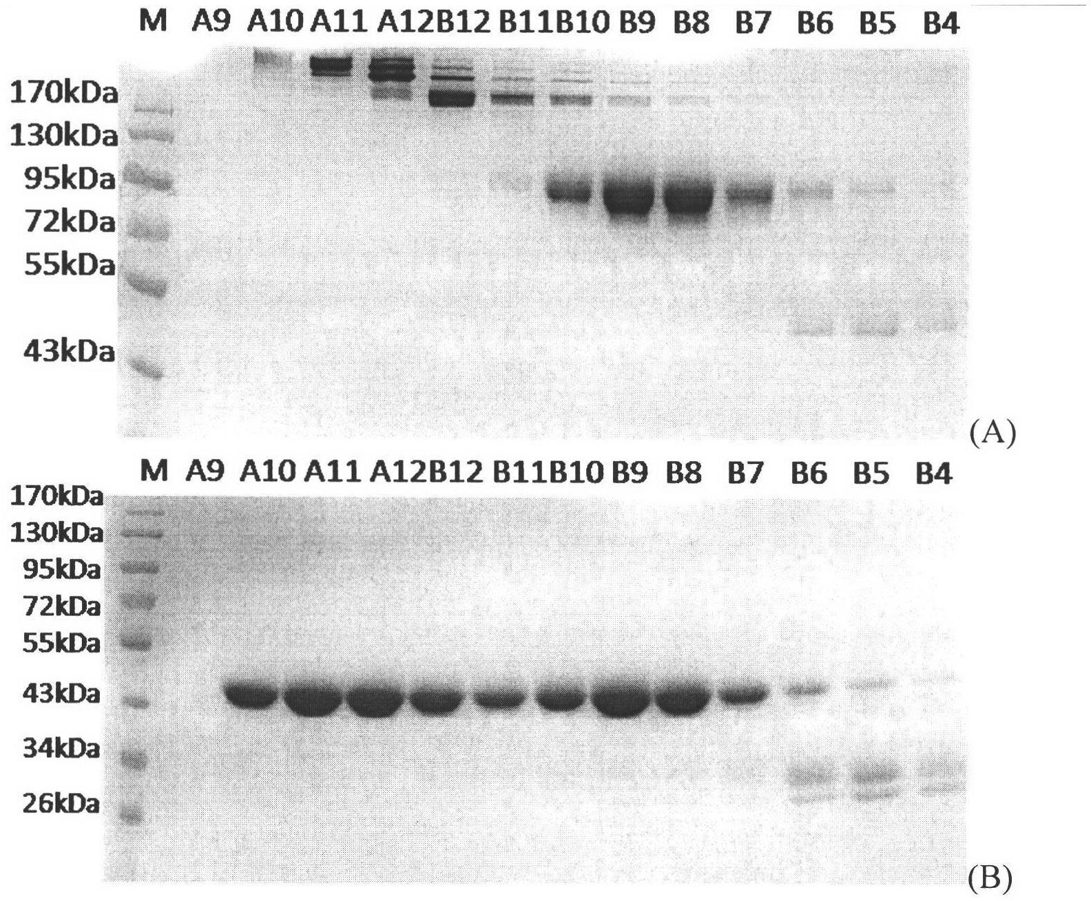 Experimental technique for recombinant fusion protein (VEGF121-FC) of human vascularendothelial growth factor (VEGF) 121 and immunoglobulin Fc fragment