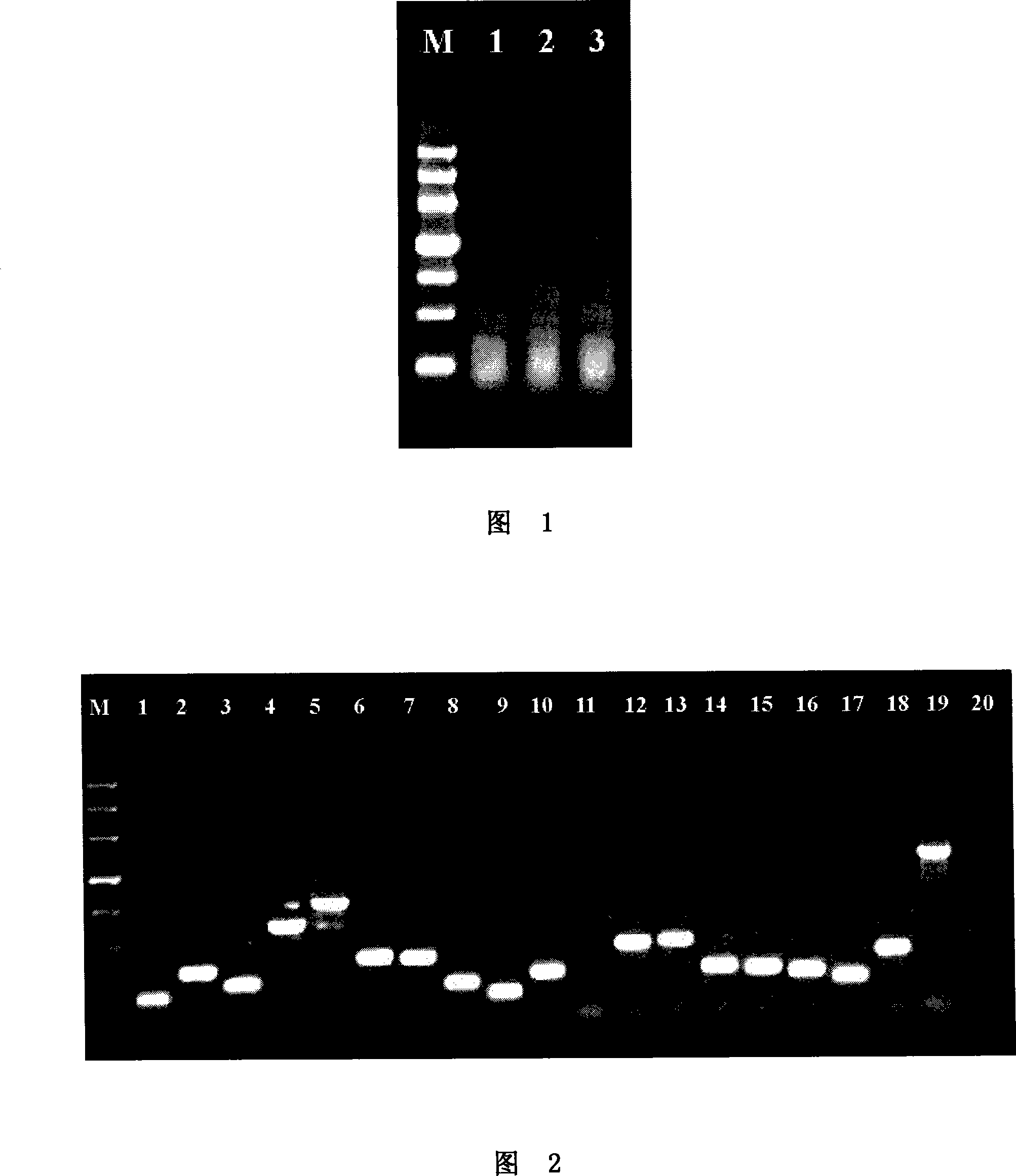 Nucleic acid identification sequence and detection method for singular proteus