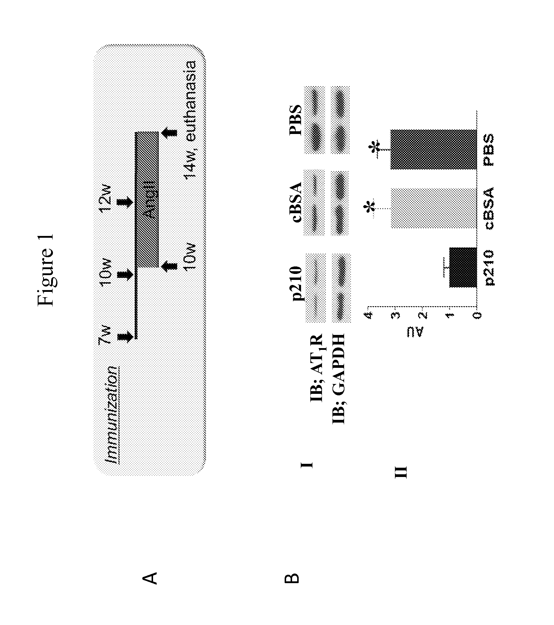 Methods for treating kidney disease with fragments of ApoB-100