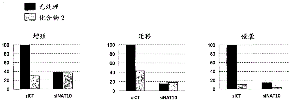 Nat10 modulators for treating or preventing laminopathies, aging and cancer