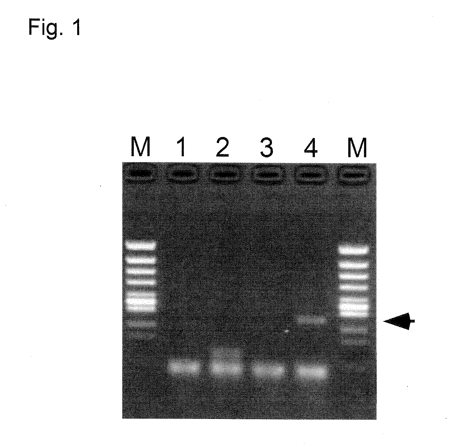 RNA extraction method and RNA detection method