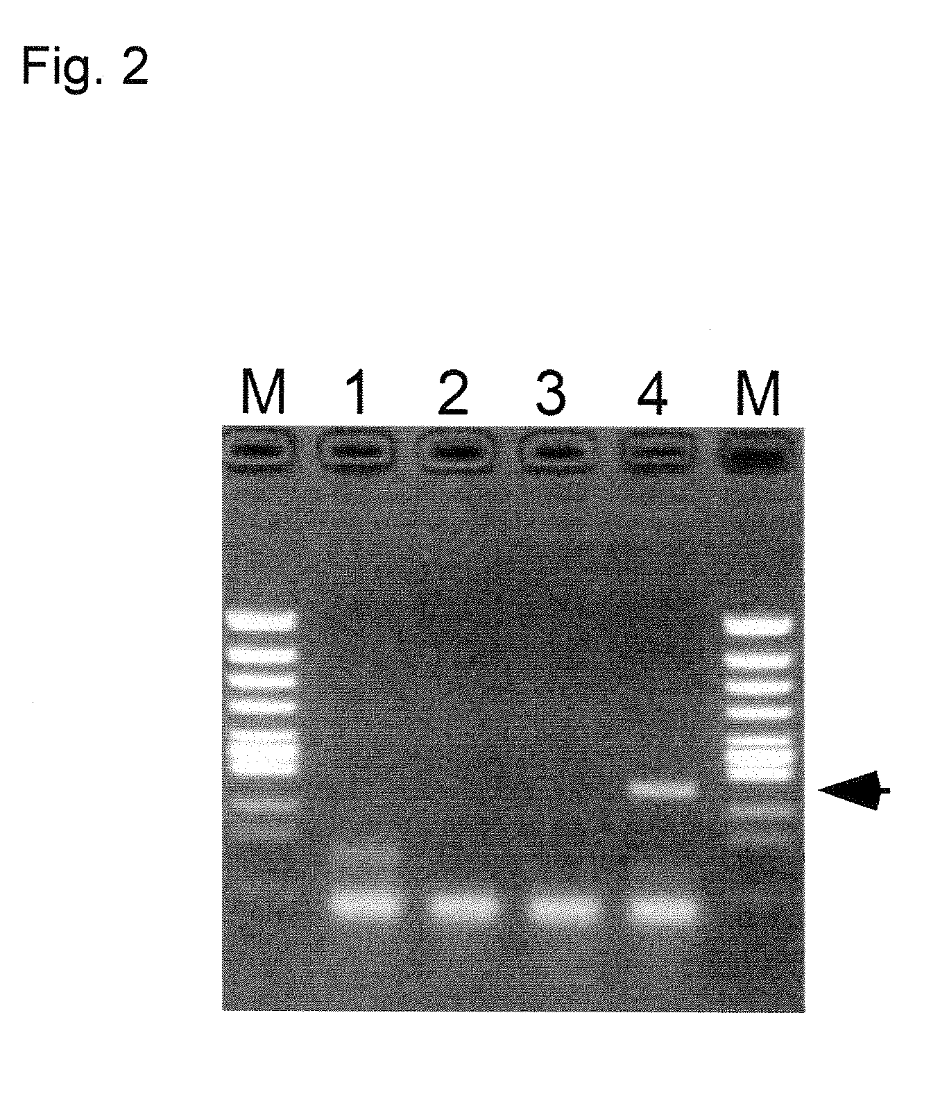 RNA extraction method and RNA detection method