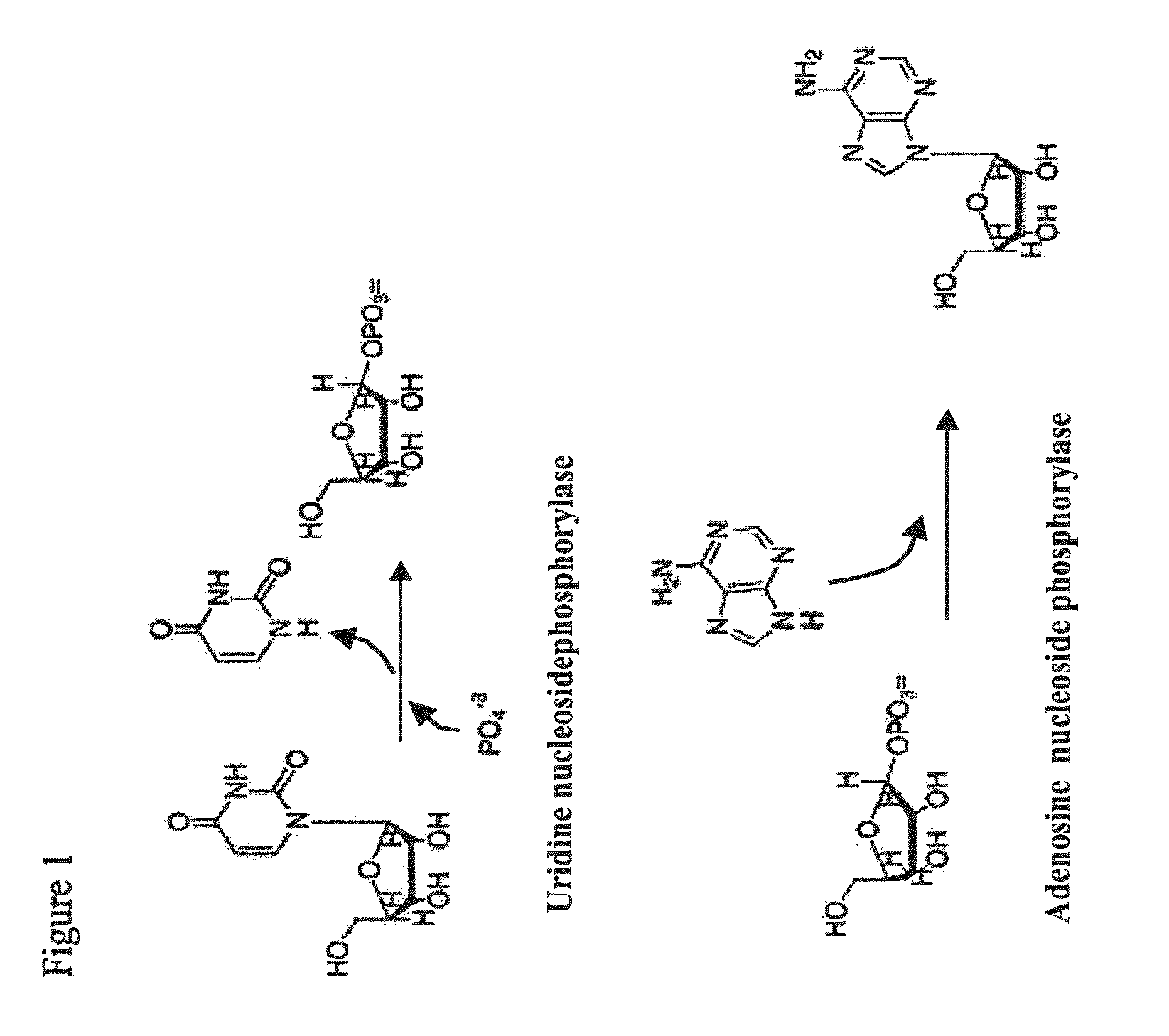 Thermostable biocatalyst combination for nucleoside synthesis